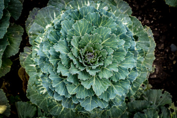 Top view of green cabbage