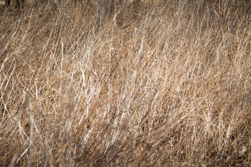 Dry grass and weeds