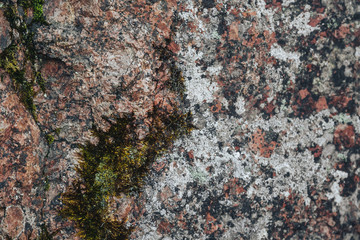 Lichen on granite stone background
