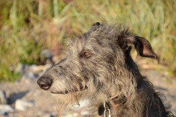 Scottish Deerhound face portrait.