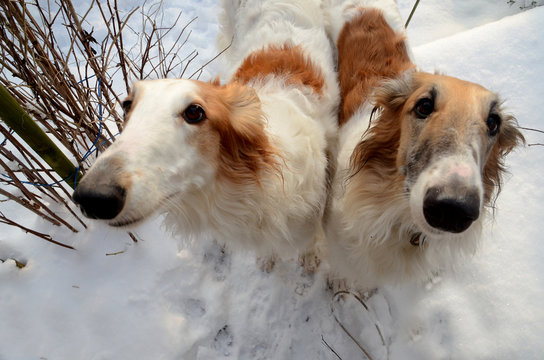 Two white-golden borzoi dogs stands side by side in a snowy garden.