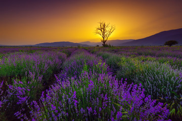 Fototapeta na wymiar Lavender field at sunset