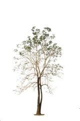 Obraz premium green leaf of Horse radish tree or Drumstick in garden,isolated on white