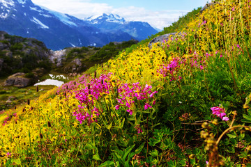 Fototapeta premium Mountains in Canada