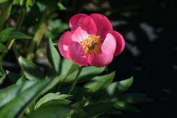A Single Peony