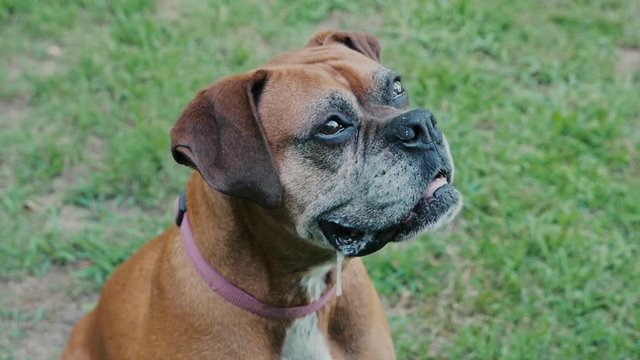 Dog Drooling Slow Motion