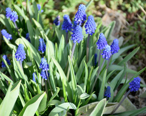 Muscari (grape hyacinth)