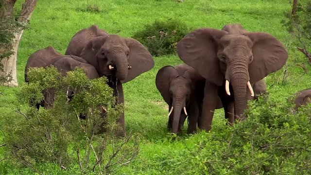 African elephant herd at watering hole