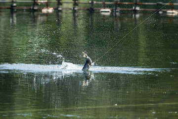  Barramundi jumps into the air when it is hooked by a  fisherman fishing