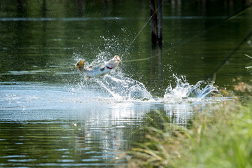  Barramundi jumps into the air when it is hooked by a  fisherman fishing