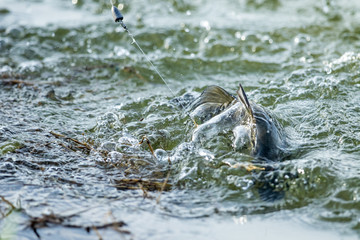 surface action of barramundi in the fishing tournament.