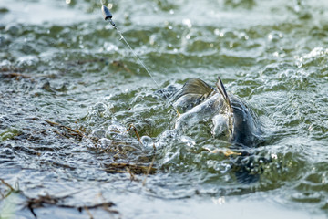 Obraz premium surface action of barramundi in the fishing tournament.
