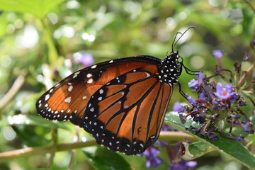 Fototapeta na wymiar ButterflyMonarch
