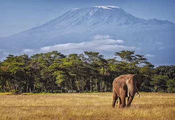 Deurstickers Kilimanjaro Kilimanjaro en olifant