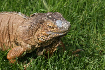  Varan on the green grass
