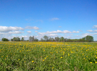 Beautiful spring landscape: field with blooming yellow dandelions against the blue sky