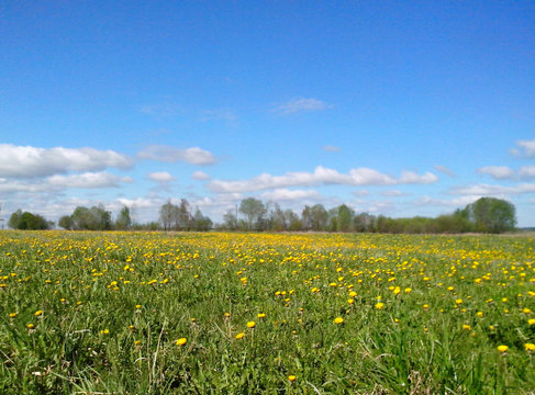Beautiful spring landscape: field with blooming yellow dandelions against the blue sky © alex2016