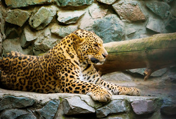 Naklejka na ściany i meble portrait of a beautiful leopard