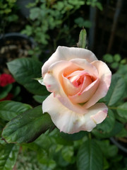 Rose blooming