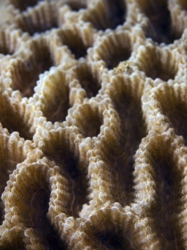 Frilly Lettuce Coral, Salat Koralle (Pectinia lactuca)