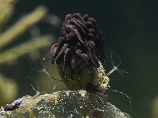 Toad larvas, Erdkröten Kaulquappen