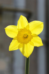 Yellow flower narcissus Narcissus of the genus Amaryllis.