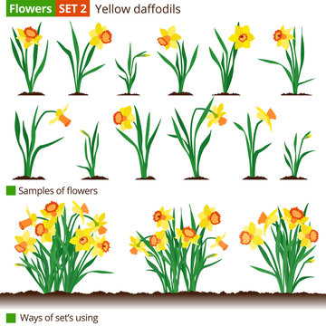 Flowers. Set 2. Yellow daffodils. Narcissus.
