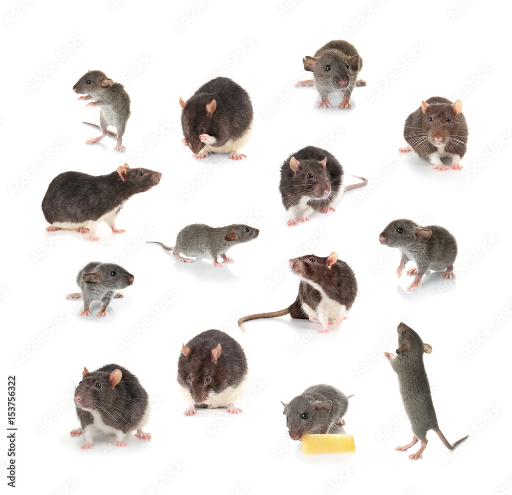 Wall mural cute rats on white background