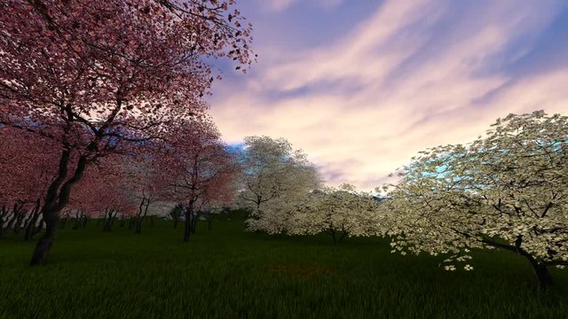 3D animation of white and pink cherry blossom trees during windy spring sunset