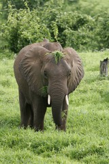 Naklejka premium Wild Elephant (Elephantidae) in African Botswana savannah