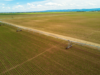 Obraz premium Agricultural irrigation system on cultivated sugar beet plantation, drone pov