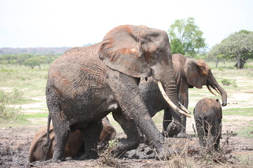 Naklejka na ściany i meble Wild Elephant (Elephantidae) in African Botswana savannah