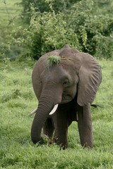 Fototapeta na wymiar Wild Elephant (Elephantidae) in African Botswana savannah