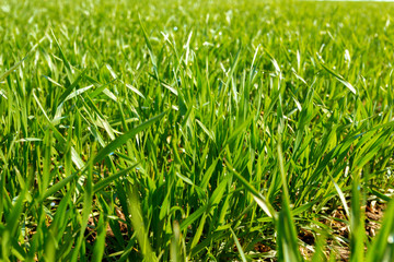 spring green field