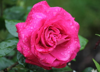 Wet rose