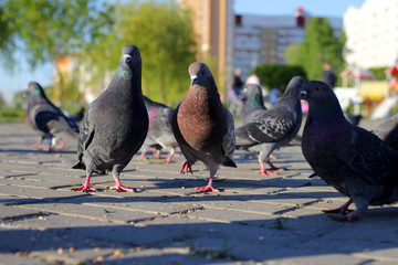 
City pigeons eat 