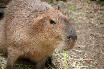 カピバラ