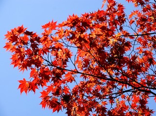branch of japanese maple tree with red leaves