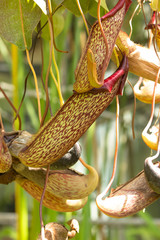 Pianta carnivora tropicale