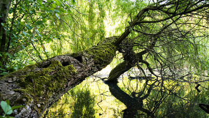Alter Baum liegt im Wasser