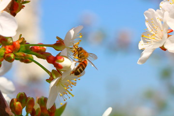 Bee collecting nectar on cherry blossoms. © Plato67