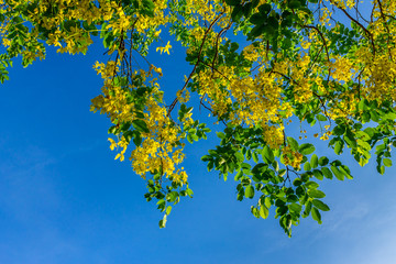 Background of nature