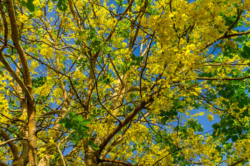 Fototapeta premium Background of nature