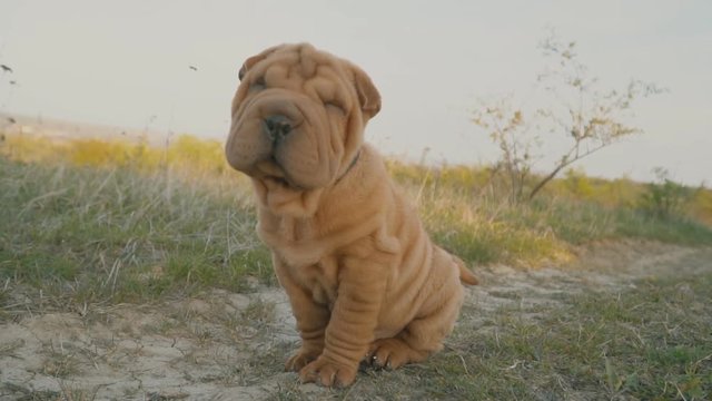 shar pei breed dog sits