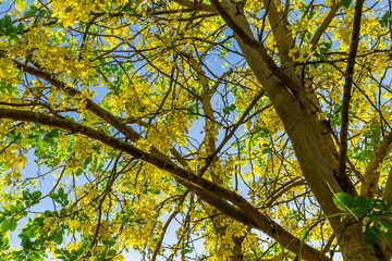 Background of nature