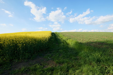 Obraz premium Wiosna