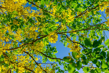Background of nature