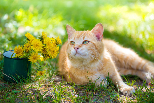 Red cat lying on a grass with bouquet of dandelion flowers in spring