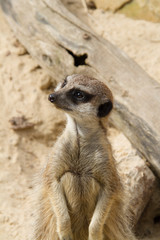 Fototapeta premium suricate