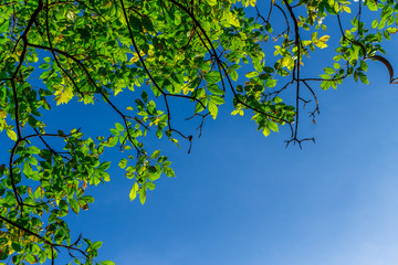 Background of nature